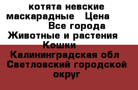 котята невские маскарадные › Цена ­ 18 000 - Все города Животные и растения » Кошки   . Калининградская обл.,Светловский городской округ 